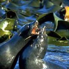 Seals bask in shallow pools on Kaikoura's rocky coast