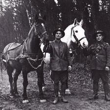 Peter Gill with ambulance horses. He is standing between the two.